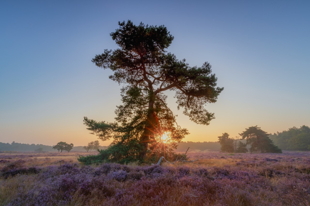 Grote boom bij zonsondergang op de hei